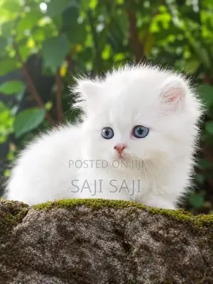 Persian Cat