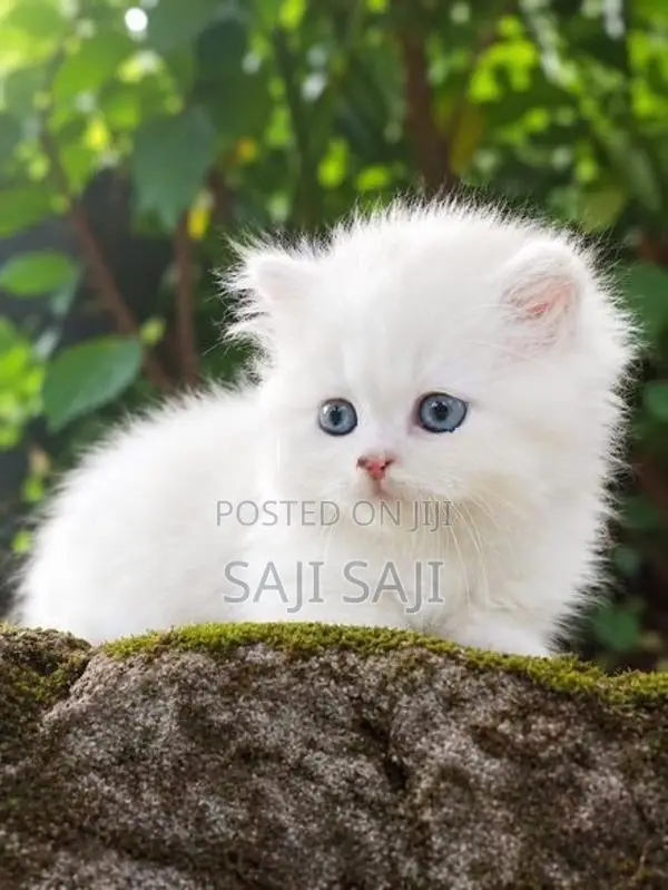 Persian Cat