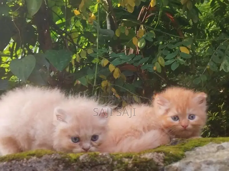 Persian Cat