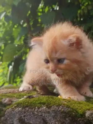 Persian Cat