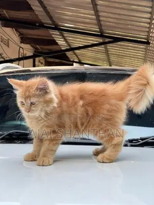 Persian Cat
