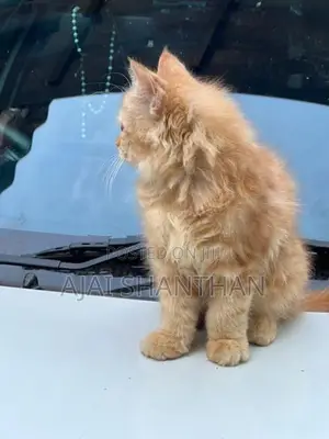 Persian Cat