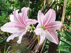 Barbados Lily මල් පැල විකිණීමට ඇත....
