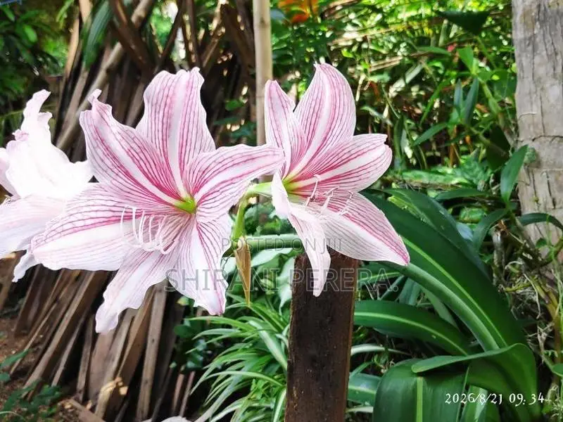 Barbados Lily මල් පැල විකිණීමට ඇත....
