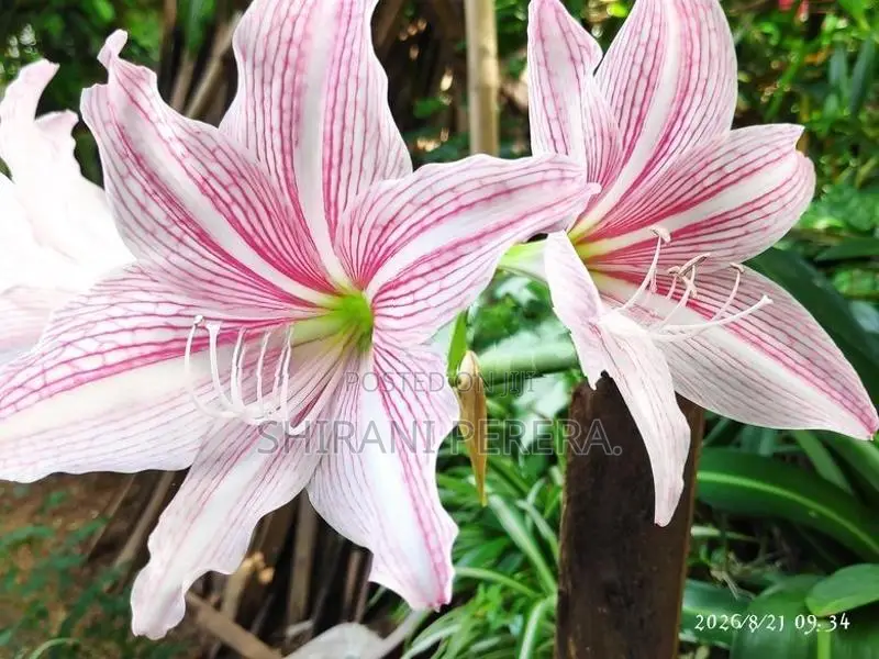 Barbados Lily මල් පැල විකිණීමට ඇත....