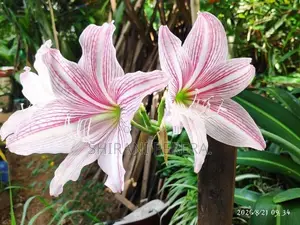 Barbados Lily මල් පැල විකිණීමට ඇත....