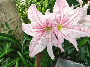 Barbados Lily මල් පැල විකිණීමට ඇත....