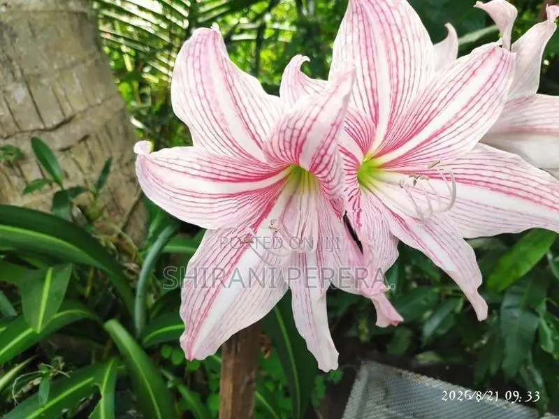 Barbados Lily මල් පැල විකිණීමට ඇත....