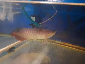 Golden Crossback Arowana (Blue Base Shape)