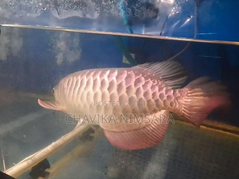 Golden Crossback Arowana (Blue Base Shape)