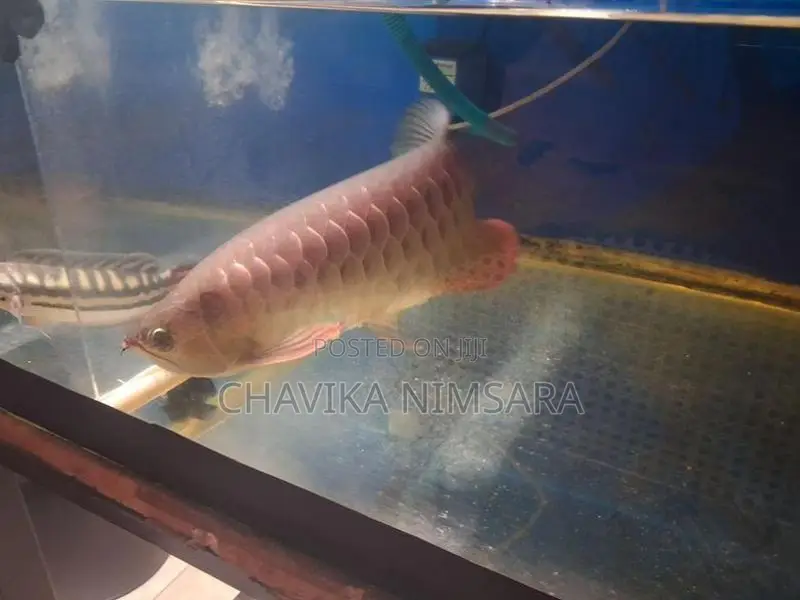 Golden Crossback Arowana (Blue Base Shape)