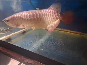 Golden Crossback Arowana (Blue Base Shape)