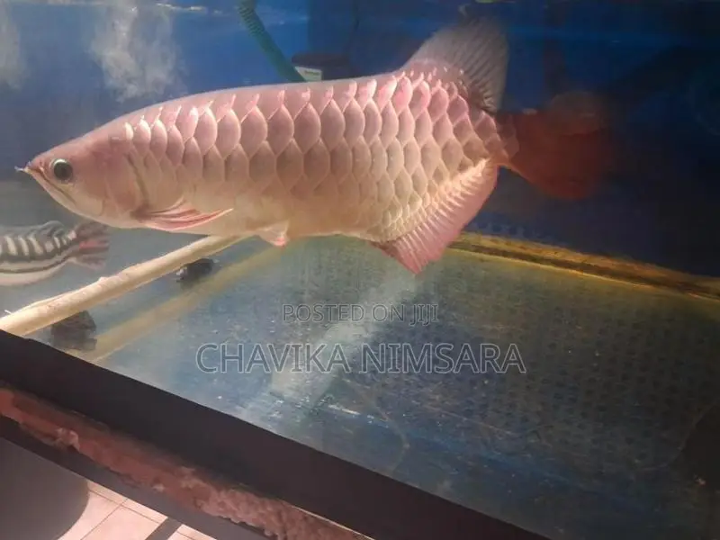 Golden Crossback Arowana (Blue Base Shape)