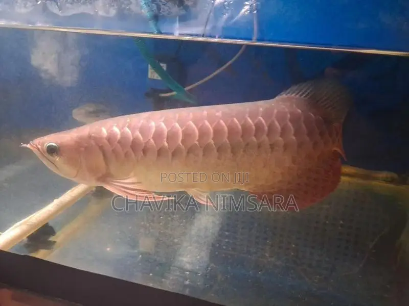 Golden Crossback Arowana (Blue Base Shape)