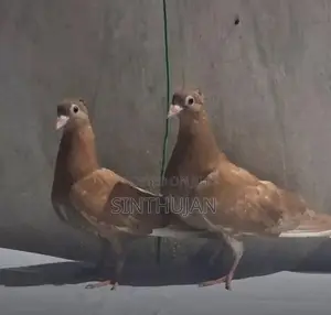 Colant Soodi Konda