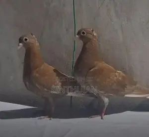 Colant Soodi Konda