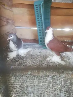 Gibson Pigeons