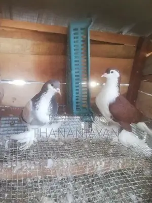 Gibson Pigeons