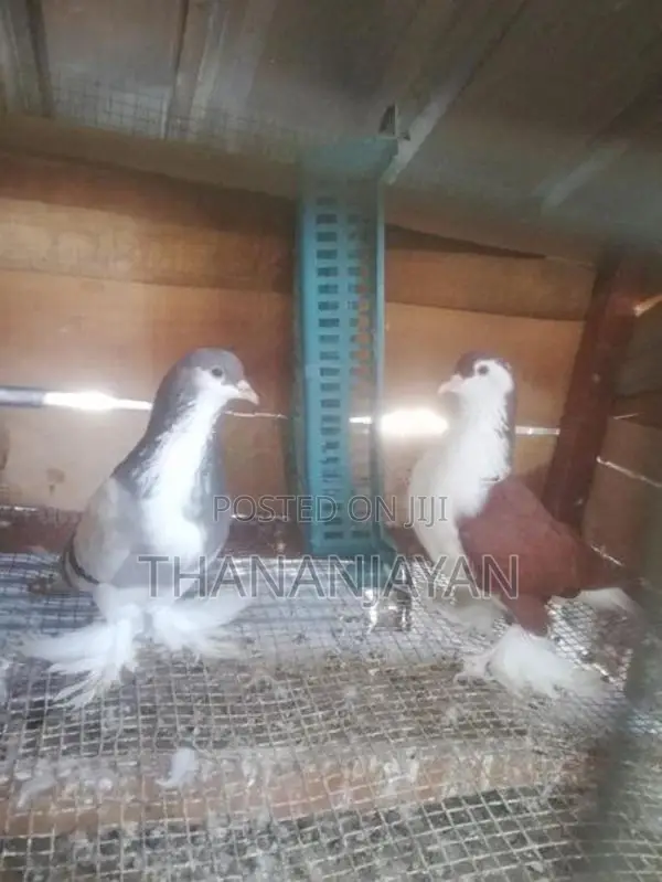Gibson Pigeons