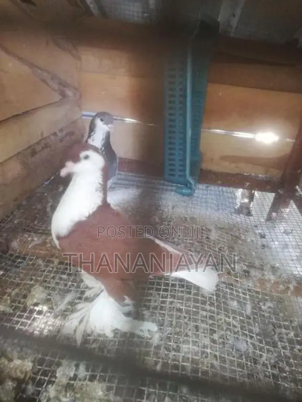 Gibson Pigeons