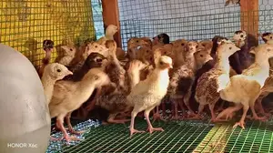 කලුකුම් පැටවුන්
