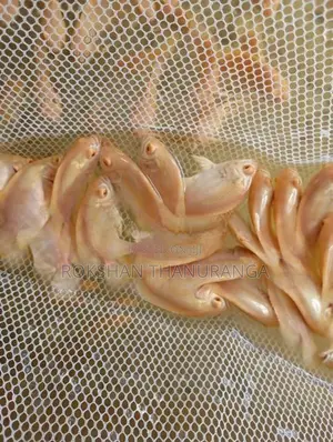 Red Eye Albino Oscar