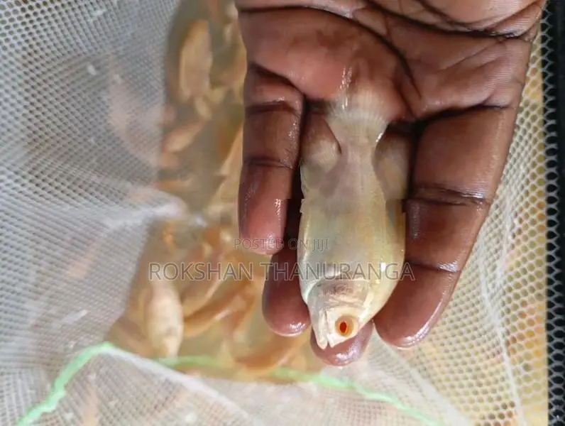 Red Eye Albino Oscar
