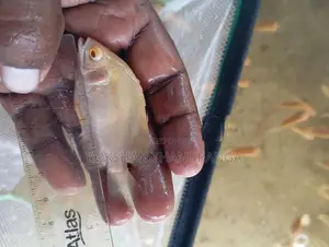 Red Eye Albino Oscar