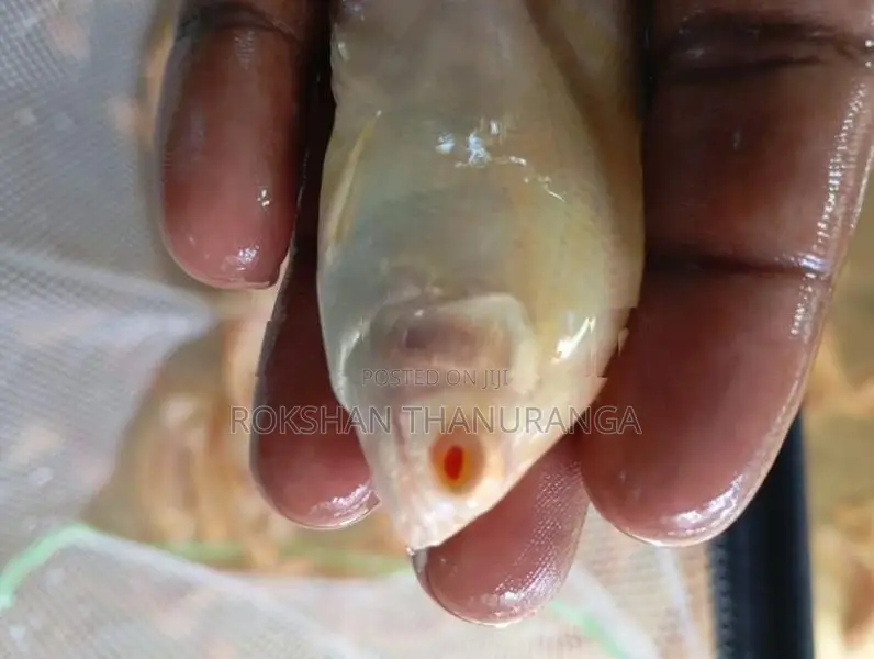 Red Eye Albino Oscar