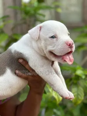 American Bully Puppy