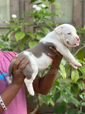 American Bully Puppy