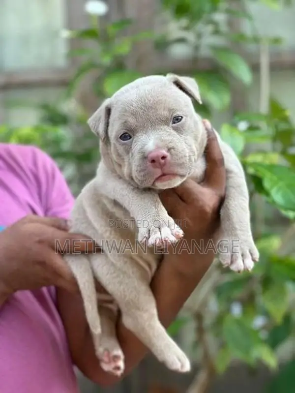 American Bully Puppy