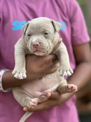 American Bully Puppy