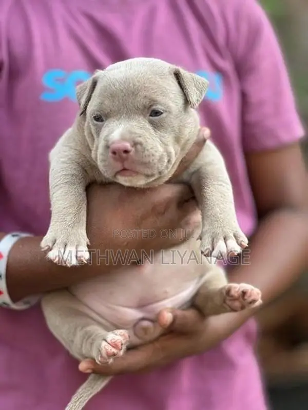 American Bully Puppy