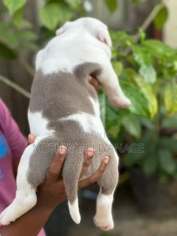 American Bully Puppy