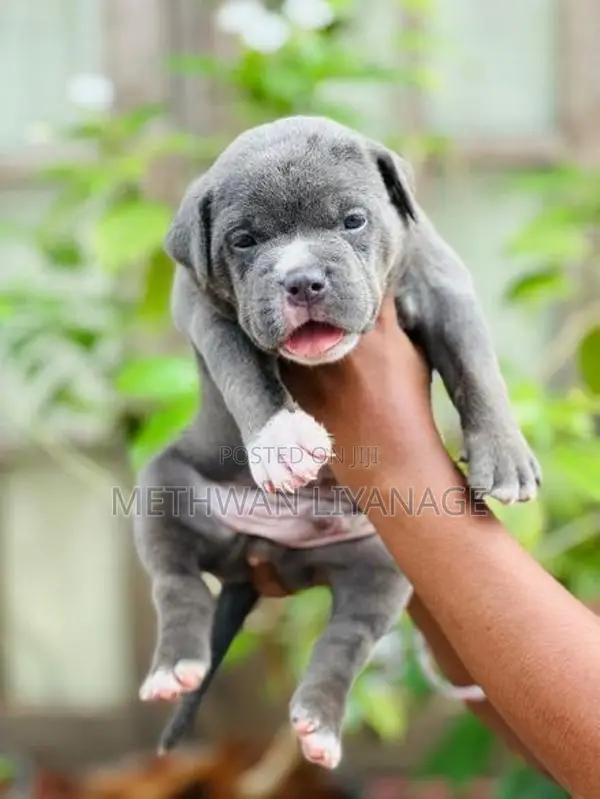 American Bully Puppy