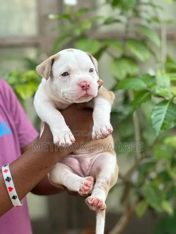American Bully Puppy