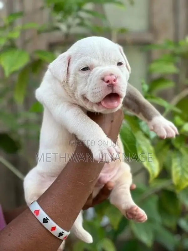 American Bully Puppy
