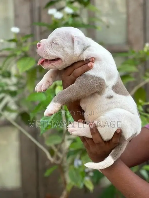 American Bully Puppy