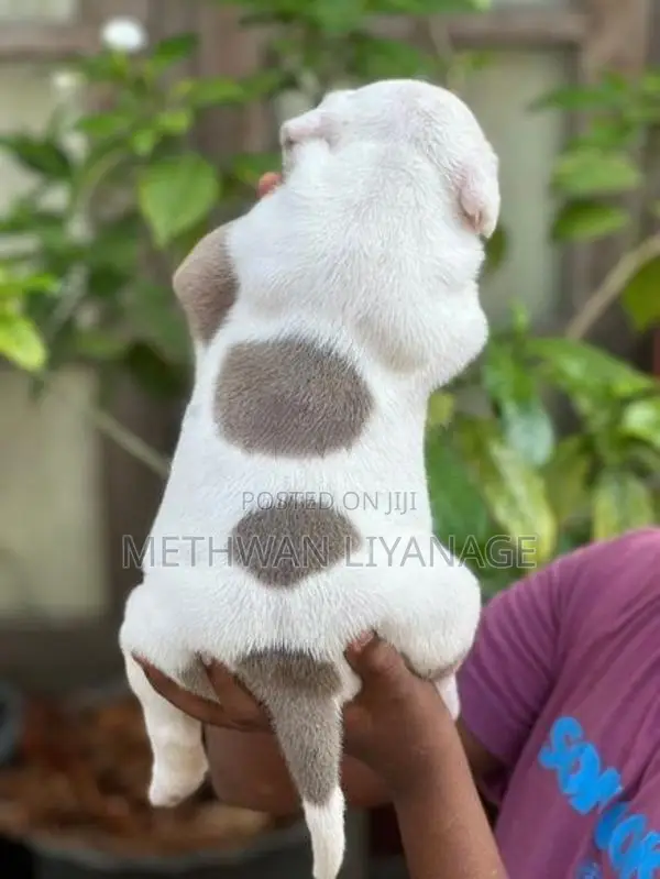 American Bully Puppy