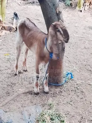 Farm Goat