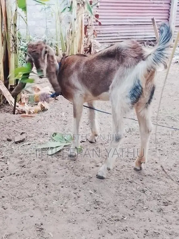 Farm Goat