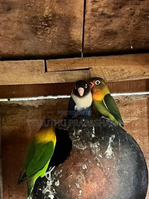 African Love Bird