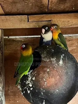 African Love Bird