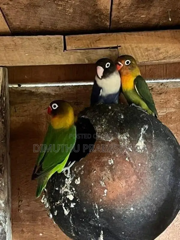 African Love Bird
