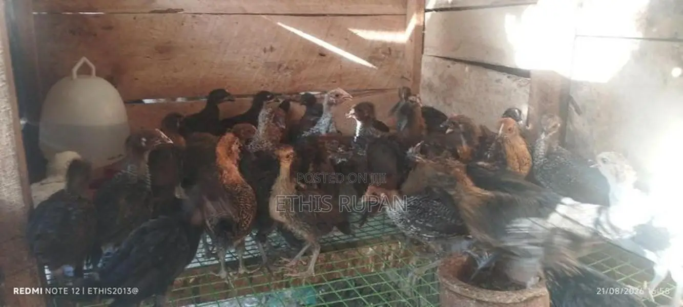 சோனாலி கோழிக் குஞ்சுகள்
