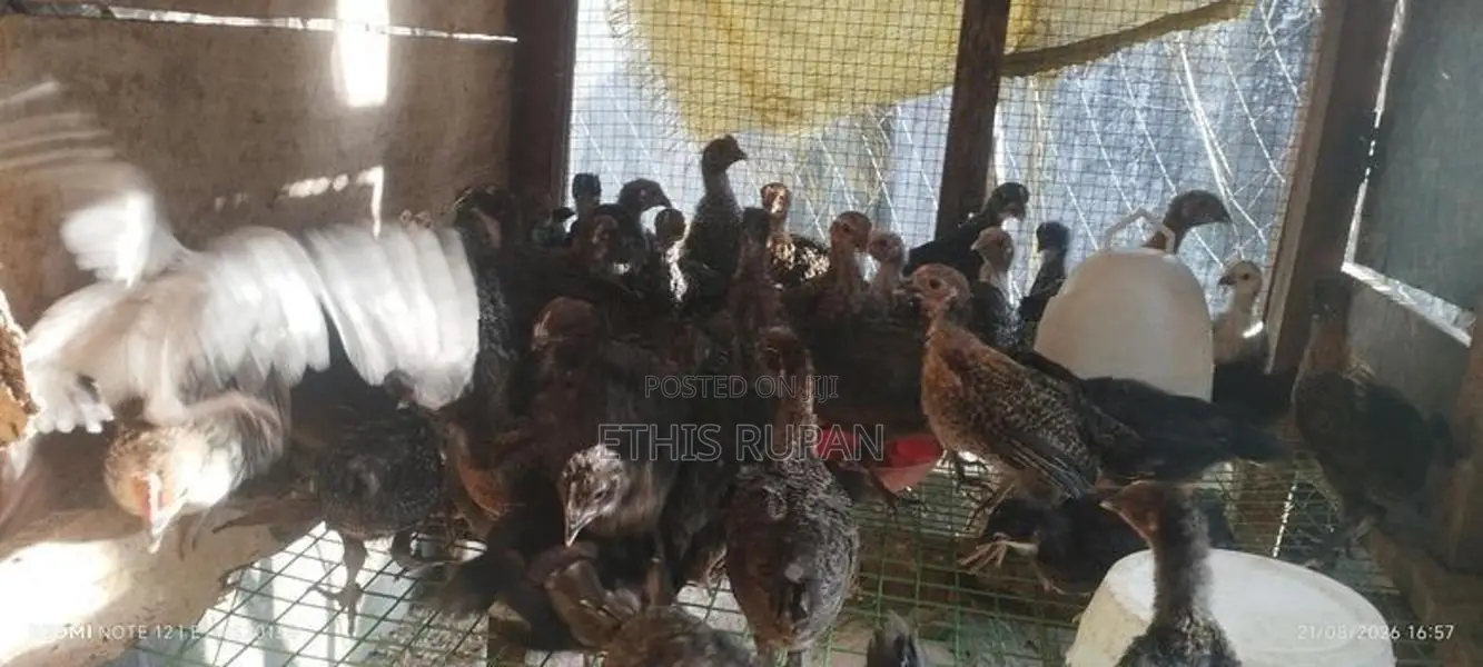 சோனாலி கோழிக் குஞ்சுகள்
