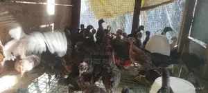 சோனாலி கோழிக் குஞ்சுகள்