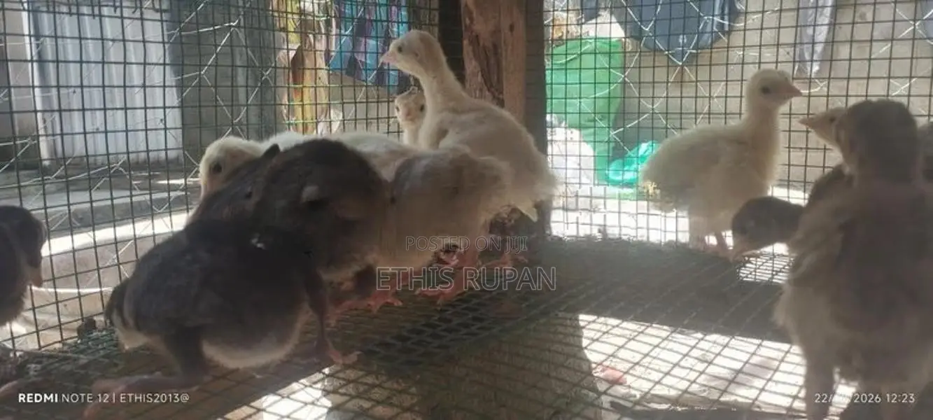 சோனாலி கோழிக் குஞ்சுகள்