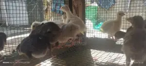 சோனாலி கோழிக் குஞ்சுகள்